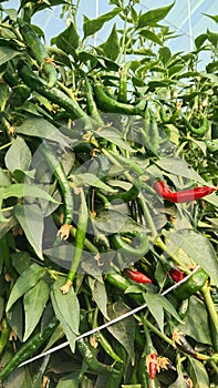 Green bird& x27;s eye chili.it is used extensively in many Asian cuisines.